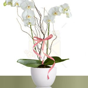 01-phalaenopsis