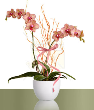 02-phalaenopsis