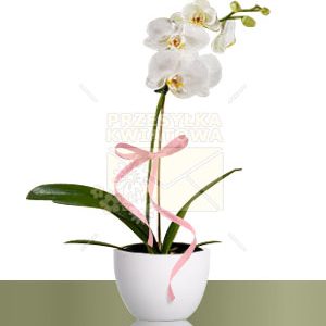 04-phalaenopsis